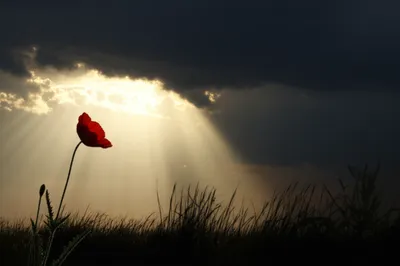 Illustration immediate - Image 1