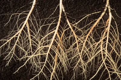 Illustration feeds - Image 1