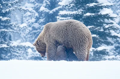 Illustration safer - Image 1