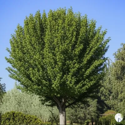 Illustration top - Image 1