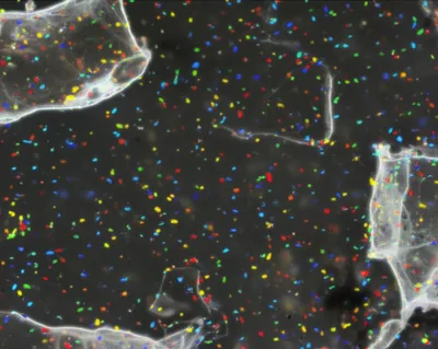 Illustration dusts - Image 1