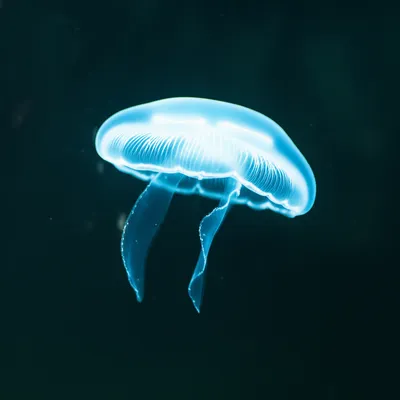 Illustration medusas - Image 1