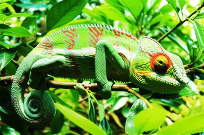 Illustration inconspicuous