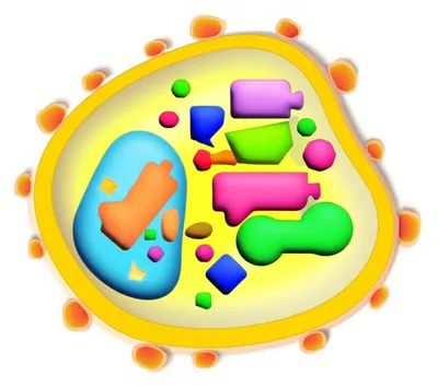 Illustration metabolized - Image 1