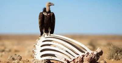 Illustration scavenges - Image 1