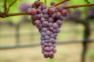 Illustration bunch - Image 1