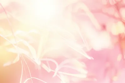 Illustration kittens - Image 1