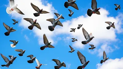 Illustration pigeons - Image 1