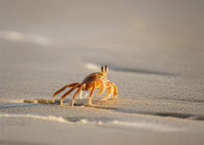 Illustration skittering - Image 1