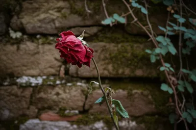 Illustration decays - Image 1