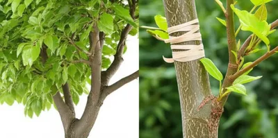 Illustration grafting - Image 1