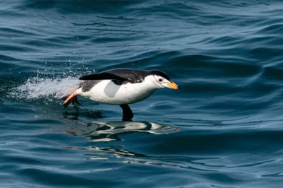 Hình ảnh minh họa porpoising