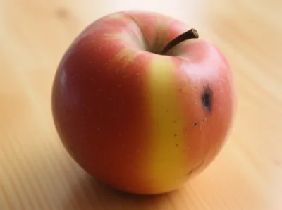 Illustration rot - Image 1