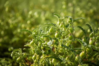 Illustration gr - Image 1