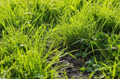 Illustration lush - Image 1