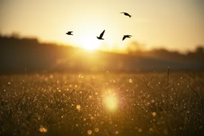 Illustration matinal