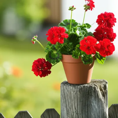 Illustration leaned - Image 1