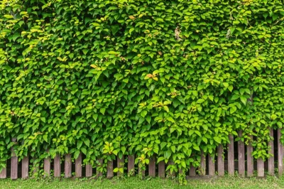 Illustration encroached - Image 1