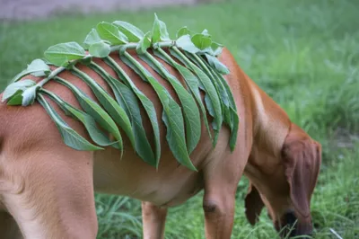 Illustration ribs - Image 1