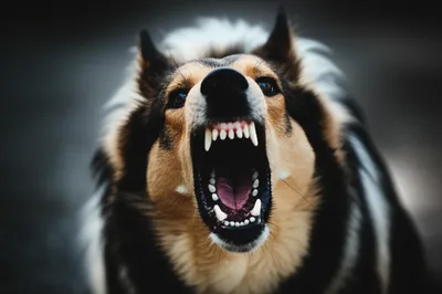 Illustration combative - Image 1