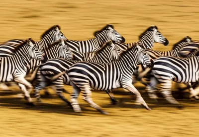 Illustration zeal - Image 1