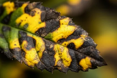 Illustration blotches - Image 1