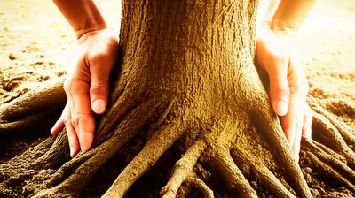 Hình ảnh minh họa reaffirm - Ảnh 1