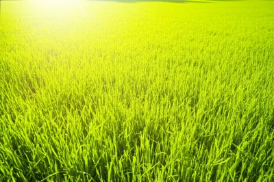 Illustration allow - Image 1