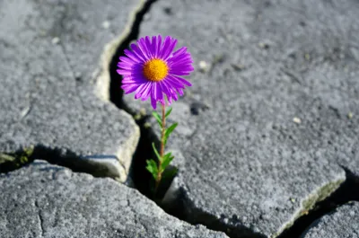 Illustration tolerated - Image 1