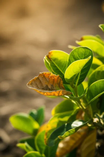 Illustration scorch - Image 1