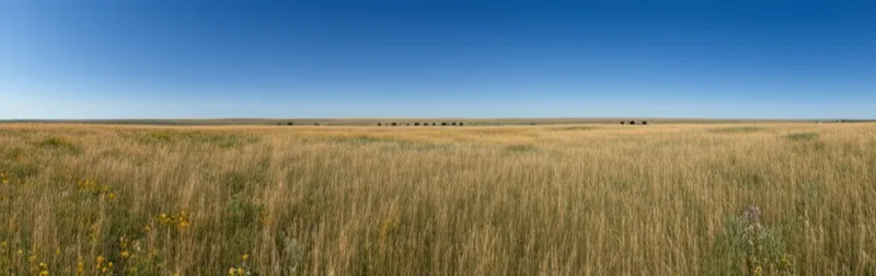 Illustration visuelle du mot « prairies » - Prairie, prairie américaine