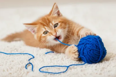 Illustration toying - Image 1