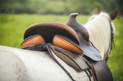 Illustration cantle - Image 2