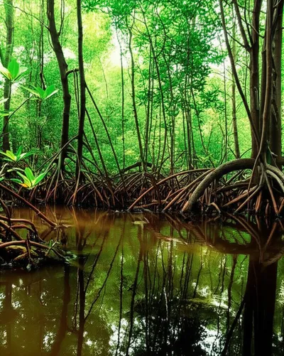 Illustration mangrove - Image 1