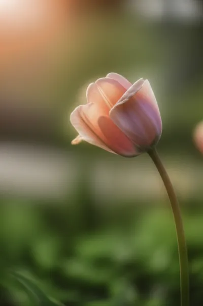 Illustration soft - Image 1