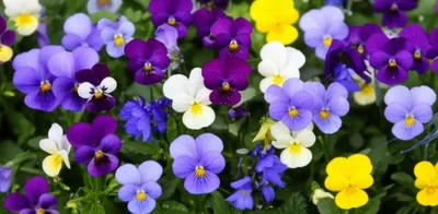 Hình ảnh minh họa violets - Ảnh 1