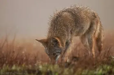 Illustration nose - Image 3