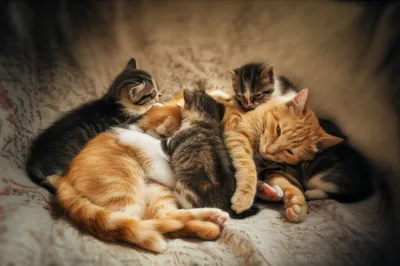 Illustration litter - Image 1