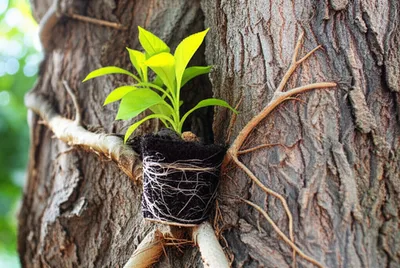 Illustration imping - Image 1