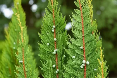 Illustration thuyas - Image 1