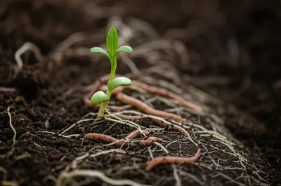 Illustration mould - Image 1