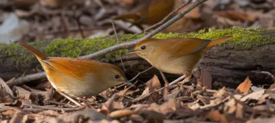 Illustration ovenbirds