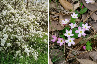 Illustration mayflower