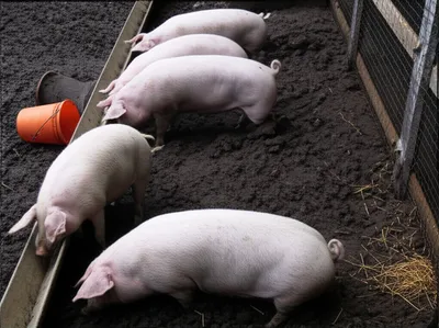 Illustration pigsty - Image 1