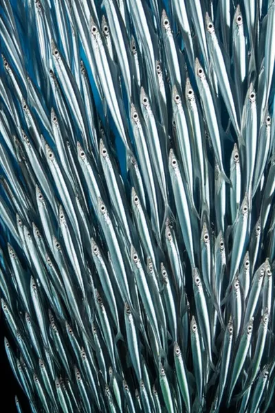 Illustration pikes - Image 1