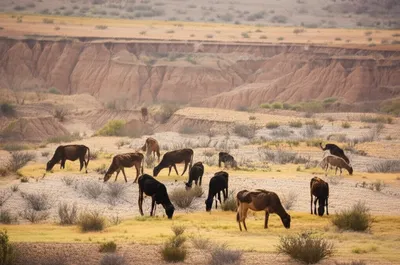 Illustration overgrazing - Image 1