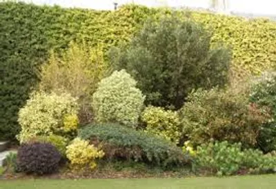 Illustration shrub - Image 2