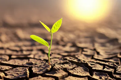 Illustration commencing - Image 1