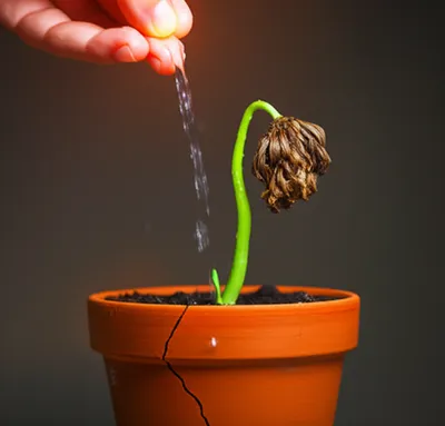 Illustration revives - Image 1