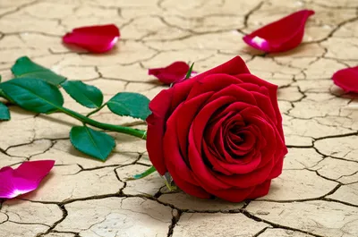 Illustration bleed - Image 1